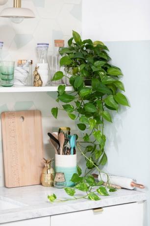 Planta de Pothos na cozinha