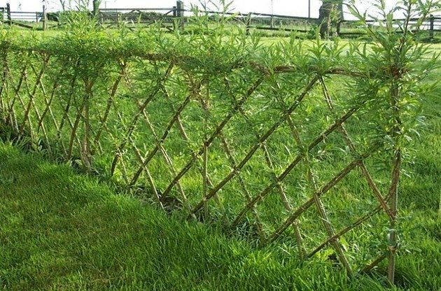 Диамантена ограда за върба.