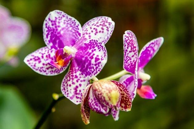 Биљке породице орхидеја