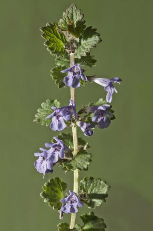 Hiedra terrestre, Gill-over-the-ground o Creeping Charlie -Glechoma hederacea-, tallo con flores, Untergroningen, Abtsgmuend, Baden-Wurttemberg, Alemania