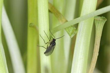 Adulto de mosquito fungo de asa escura, Sciaridae no solo. Estas são pragas comuns que danificam as raízes das plantas, são pragas comuns de vasos de plantas ornamentais em casas