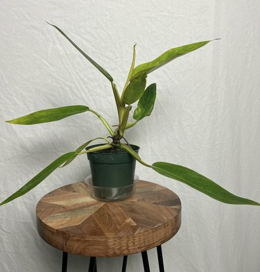 Philodendron Calkinsin kultaa