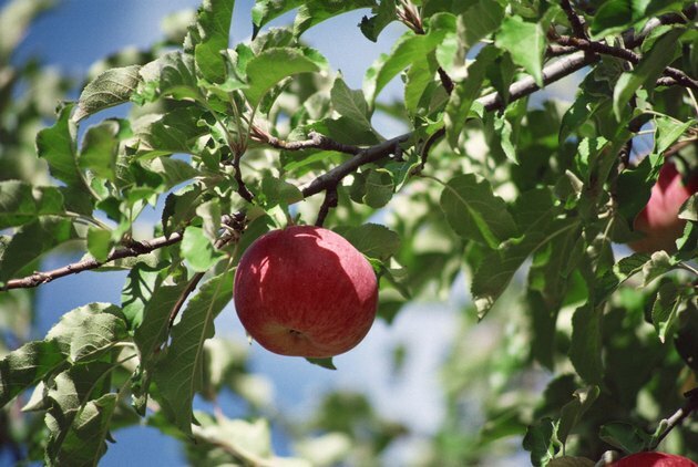 Apple en la rama de un árbol