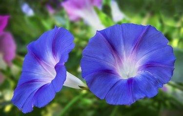 Açık Havada Çiçek Açan Mavi Sabah Zaferlerinin Yakın Çekimi