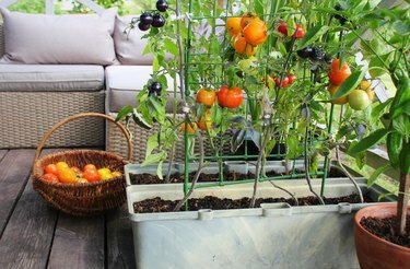 Контейнерное овощеводство. Огород на террасе. Красные, оранжевые, желтые, черные помидоры, растущие в контейнере