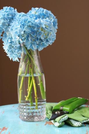 Blå hortensiablomster
