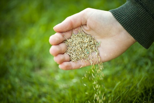 Plantar semillas de hierba a mano