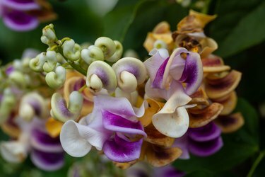 Korkskruvsranka blommor, Cochliasanthus caracalla