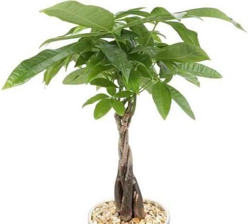 نبات شجرة المال