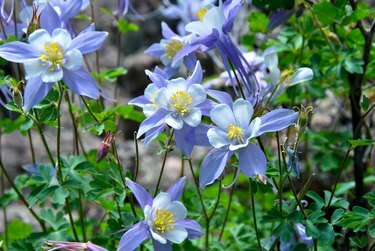 Columbine des montagnes Rocheuses