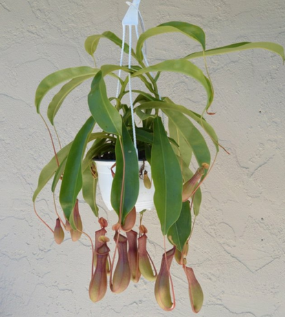 Nepenthes tropinių ąsočių augalas