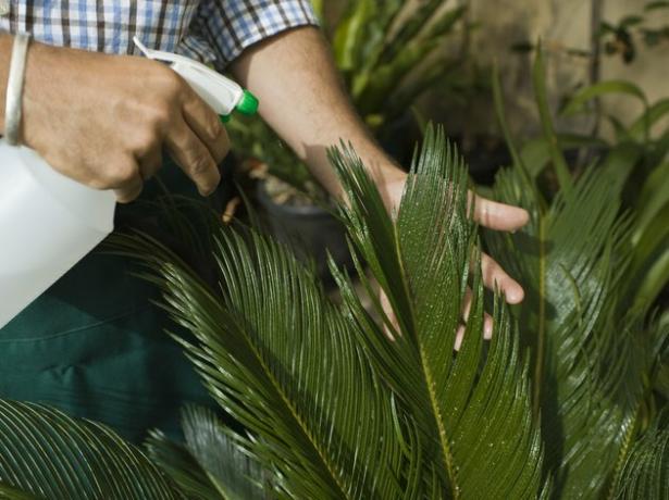 Persona rociando planta con botella