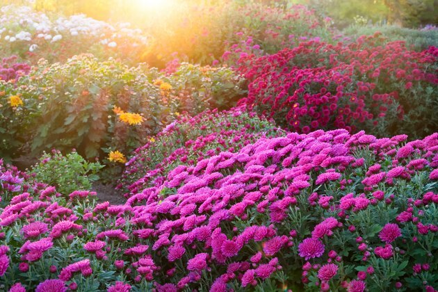 Lila Chrysanthemenblüten am sonnigen Tag.