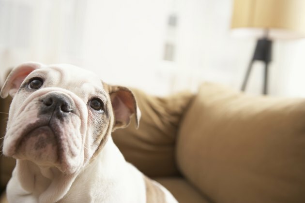 Chien sur canapé