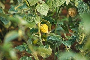 Cape Gooseberry (Physalis peruviana), Uchuva sau boabe de aur pe plantă.