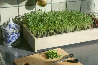 Микро-зелень редиса растет в ящике на кухне.