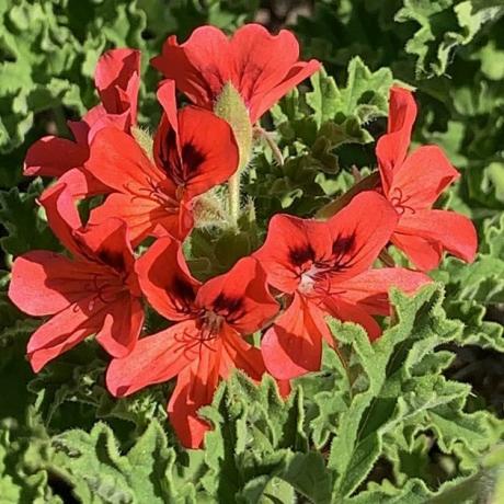 Raudona ponia Taylor kvapas pelargonija
