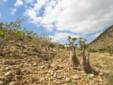 Træer i Socotra