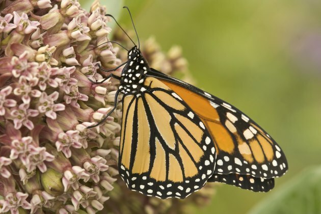 Fluture monarh care se hrănește cu lapte