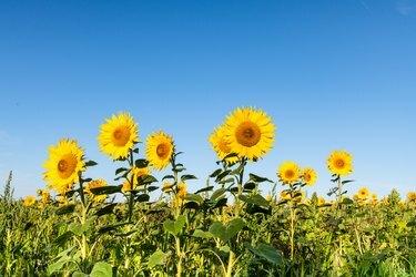 Sonnenblume, Feld der Sonnenblumen gegen blauen Sommerhimmel
