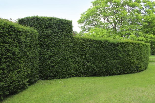 Κλιπ αγγλικής εικόνας yew hedge / επίσημος κήπος topiary (taxus baccata)