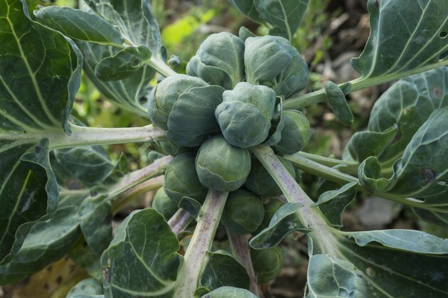 Close-up de Rippening Brussels Varza Plant