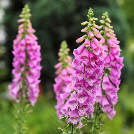 Foxglove çiçekler