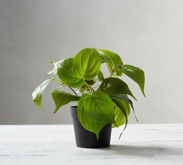 planta falsa em vaso preto