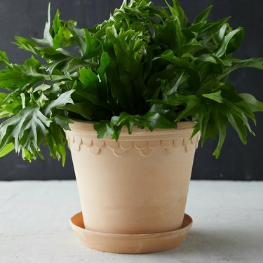 plantador de terracota tradicional e bandeja coletora