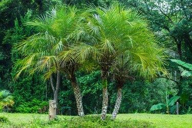 Pygmy Date Palm (Phoenix roebelenii)