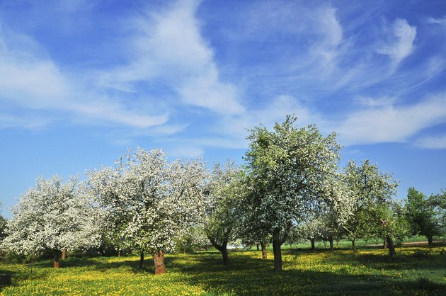 Vår fruktträdgård