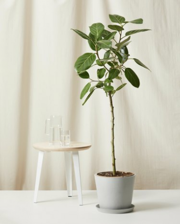 Ficus Audreyn kasvi