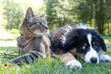 gato y perro en la hierba