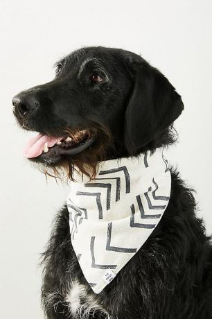 hond met zwart-witte bandana