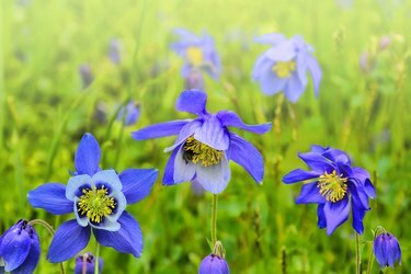 Belles fleurs sauvages bleues Aquilegia glandulosa close up