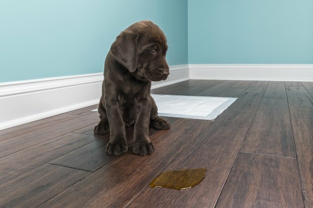 Seekor anak anjing Labrador Chocolate meringis di sebelah kencing di lantai kayu - berusia 8 minggu