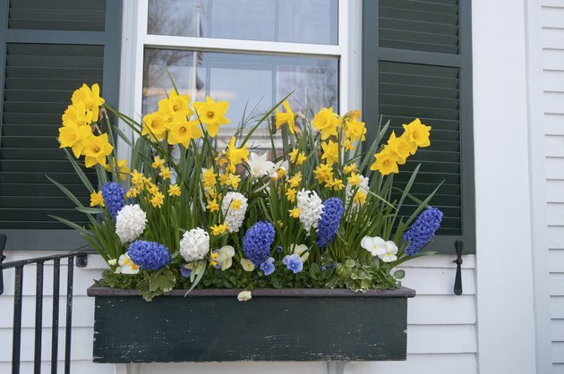 Fönsterlåda med vårblommor