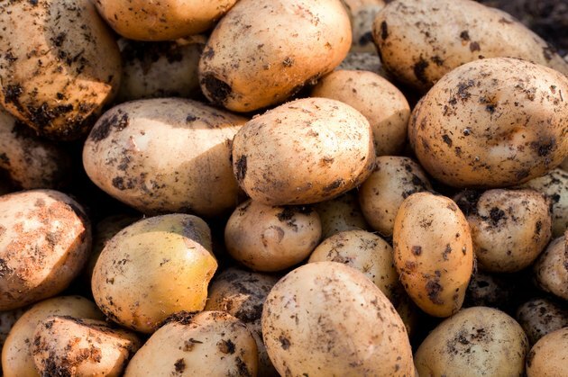 „Jukon“ auksinės bulvės