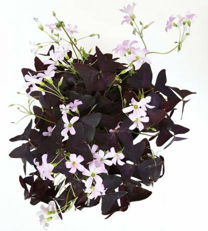 Planta trevo roxa