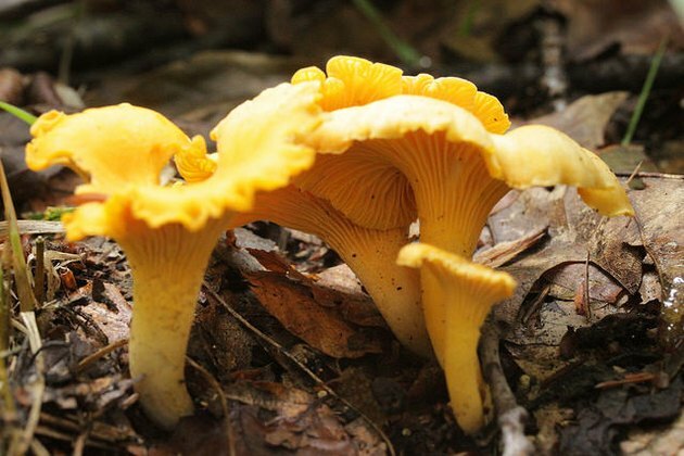 Champignons girolles.