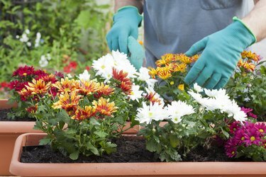 Manos de jardinero plantando flores en invernadero o jardín