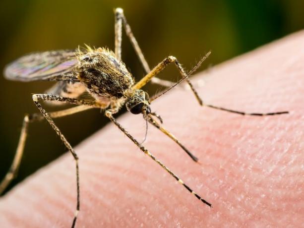 Febre amarela, malária ou zika vírus infectado mosquito macro de insetos