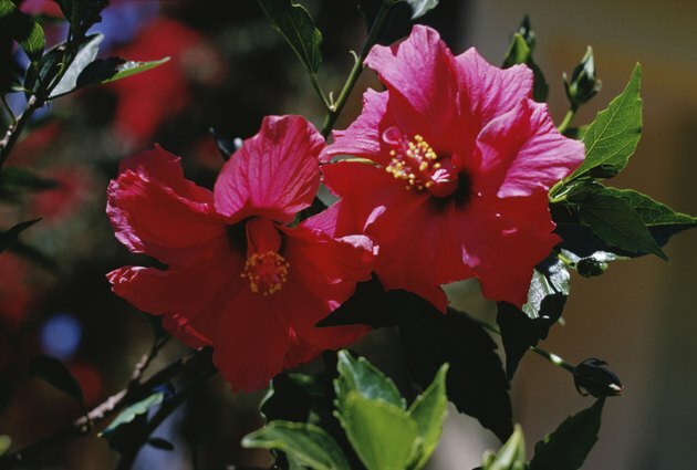 Nærbilde av blomstrende hibiskusblomster