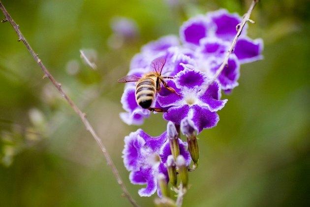 Biene auf einem lila Duranta