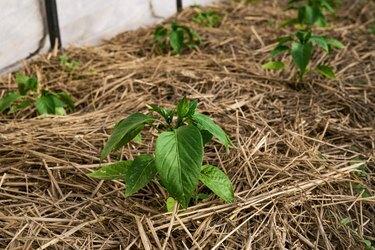 Estufa com pimenteiras cobrindo com cobertura morta