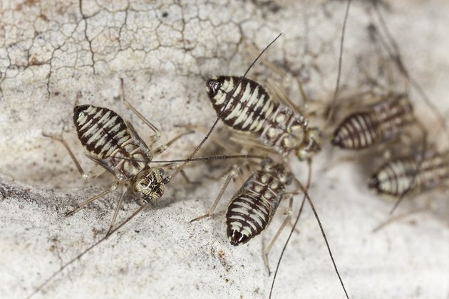 Barklice (Psocoptera) ekstrem nærbilde