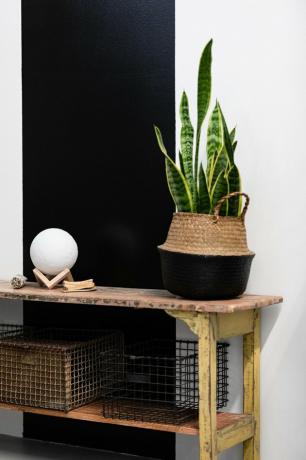 Snake plant in mand op plank