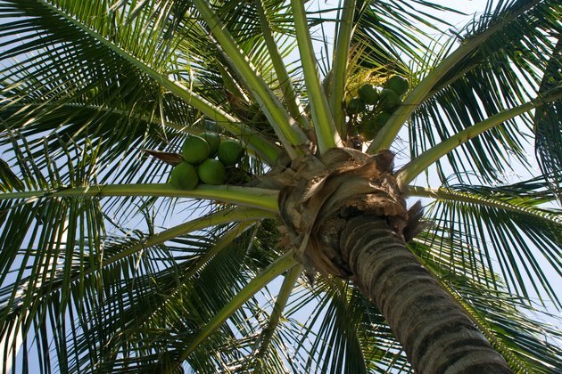 Coconut Palm Tree