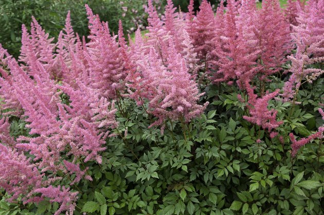 Astilbe