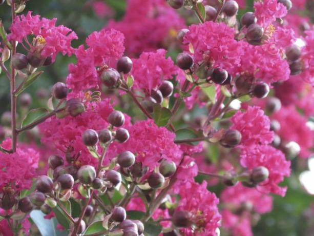 Crepe Myrtle i Bloom